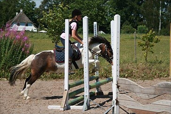 Anden særlig race Plet...<33 - Ridelerjer hos Anne Forsberg billede 4