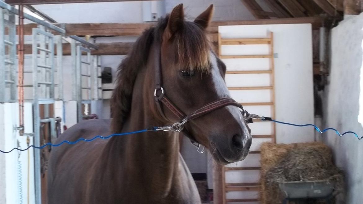 New Forest Siggegårdens Madonna solgt  billede 4