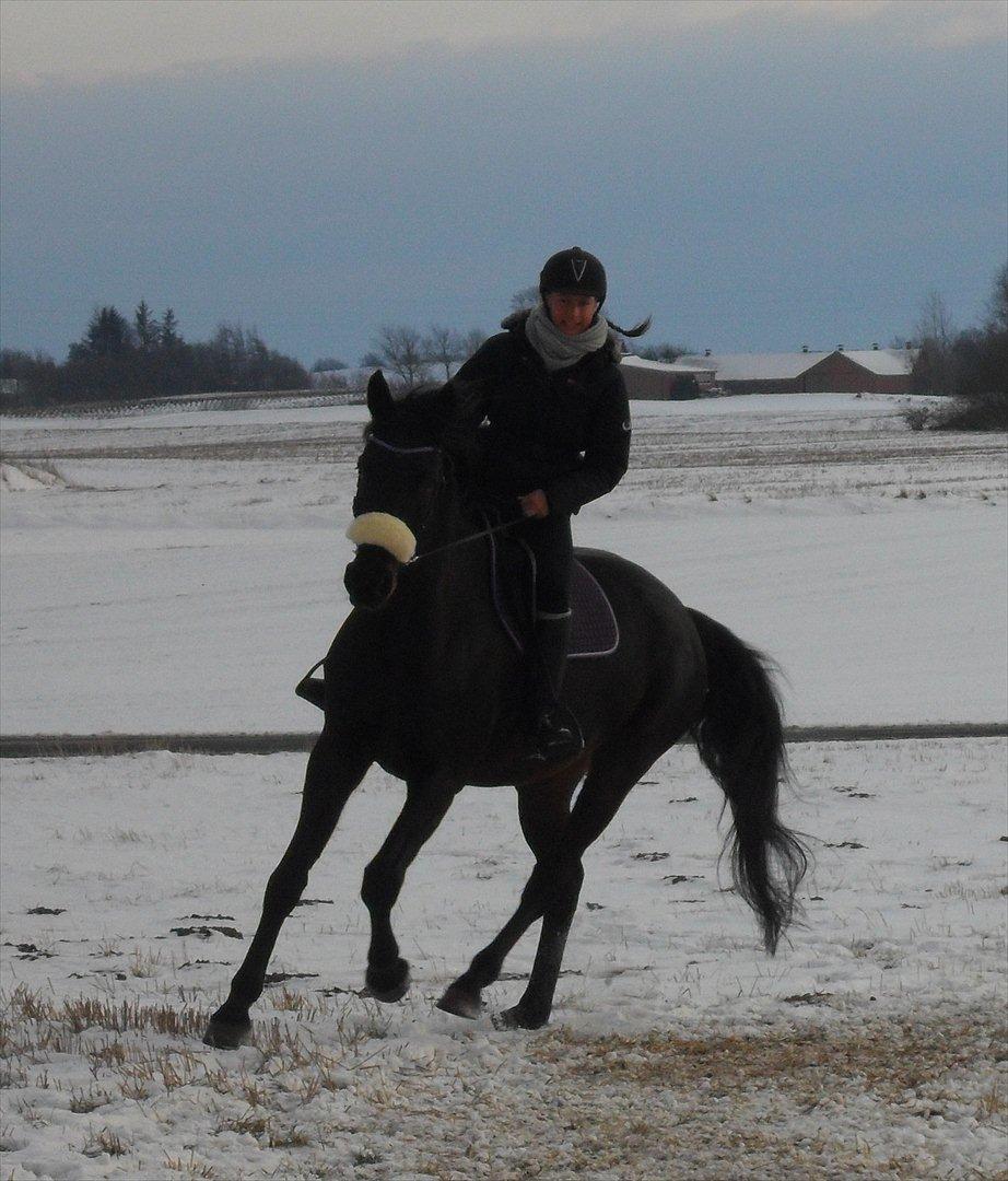 Dansk Varmblod Henlore - Wrooom, lidt rigelig fart på i hjørnet *Gg* billede 17