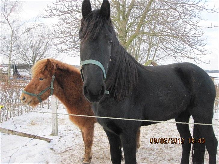 Frieser Duchess liselund billede 17