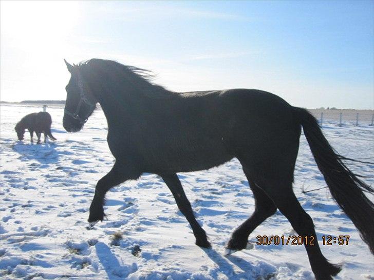 Frieser Duchess liselund billede 18