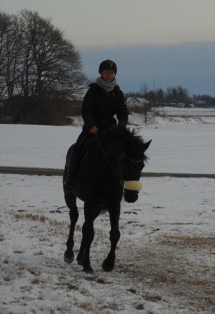 Dansk Varmblod Henlore - Tulletrav på verdens bedste Henryhest =) billede 18