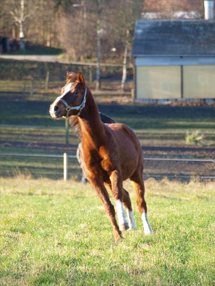 DSP Firhøjs Papalong - Papalong på græsmarken :)  billede 1