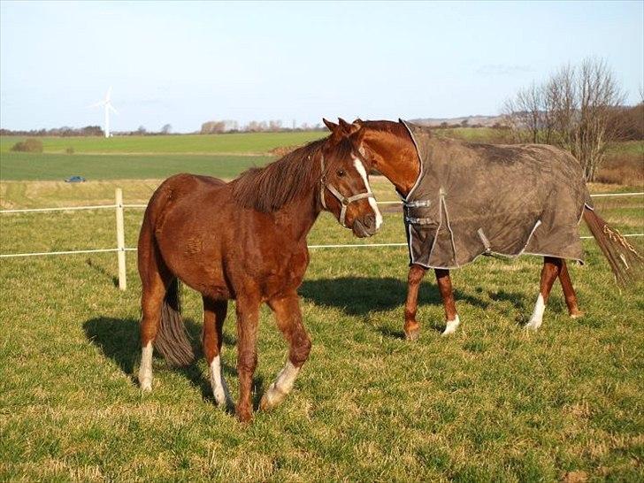 DSP Firhøjs Papalong billede 2
