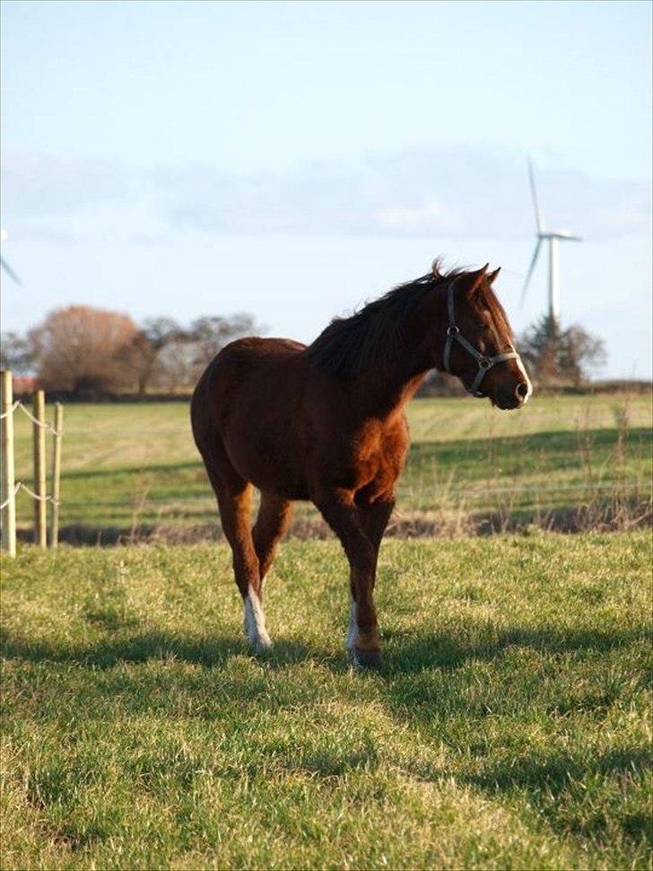 DSP Firhøjs Papalong billede 3