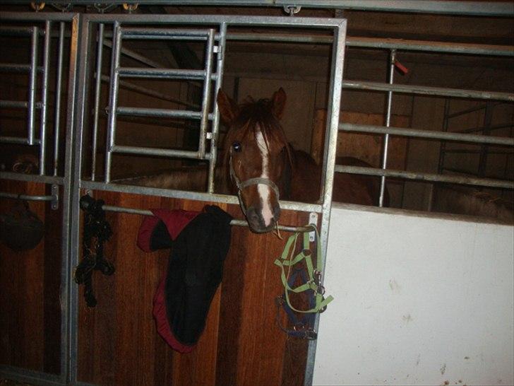 DSP Firhøjs Papalong billede 4