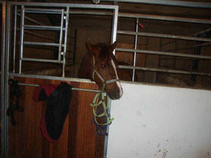 DSP Firhøjs Papalong billede 5