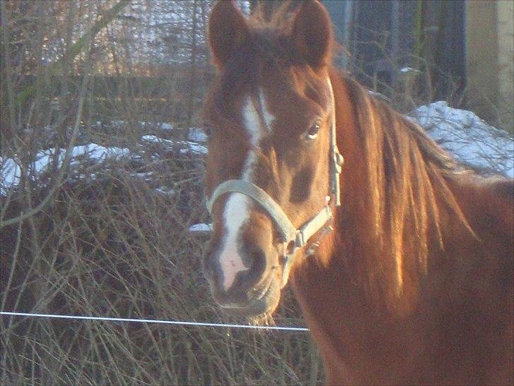 DSP Firhøjs Papalong billede 6