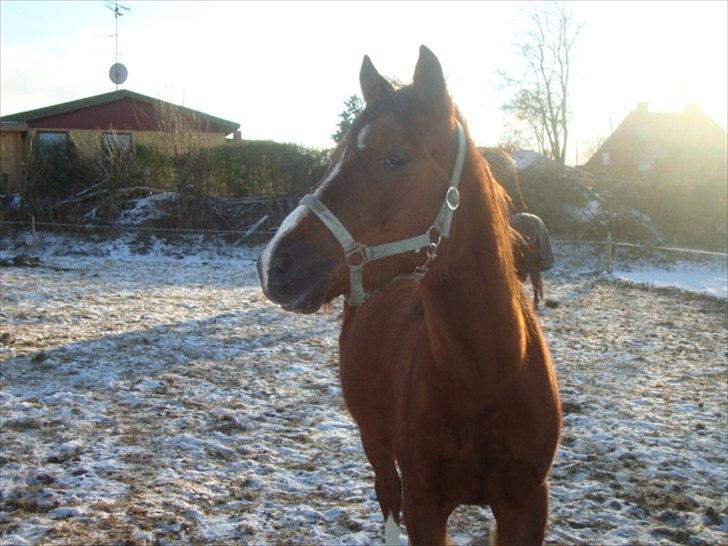 DSP Firhøjs Papalong billede 7