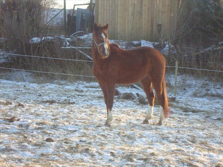 DSP Firhøjs Papalong billede 8