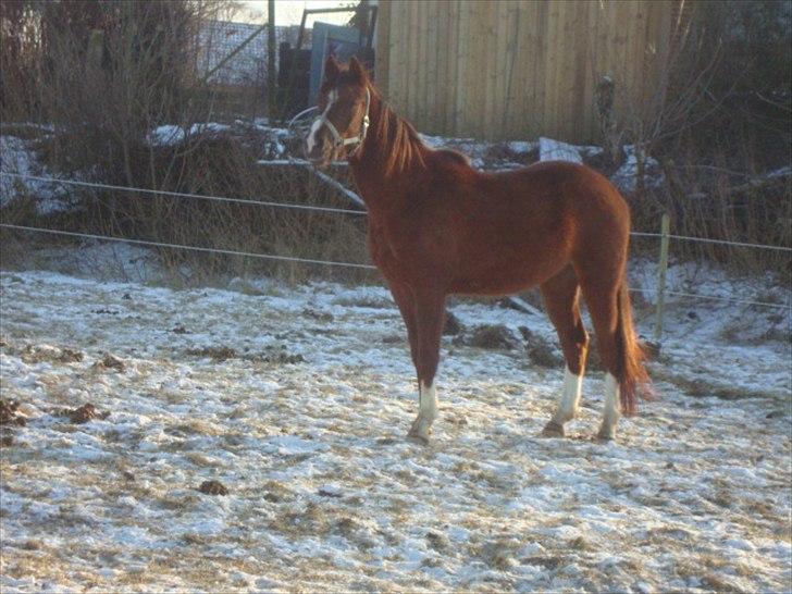 DSP Firhøjs Papalong billede 9