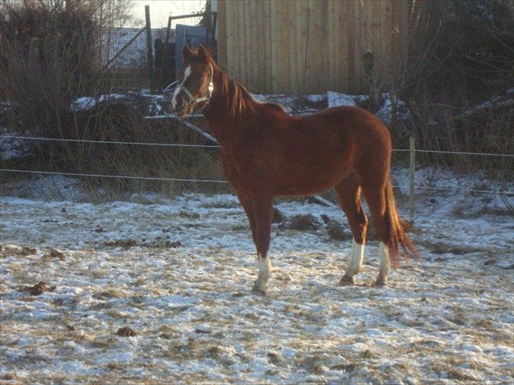 DSP Firhøjs Papalong billede 10