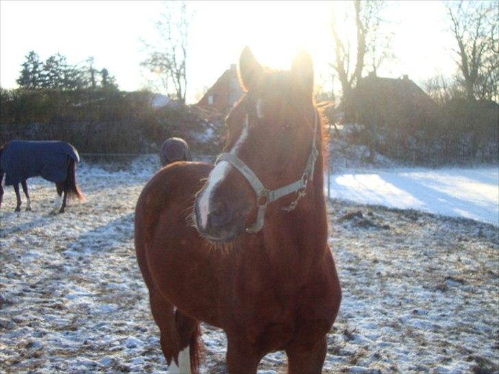 DSP Firhøjs Papalong billede 11