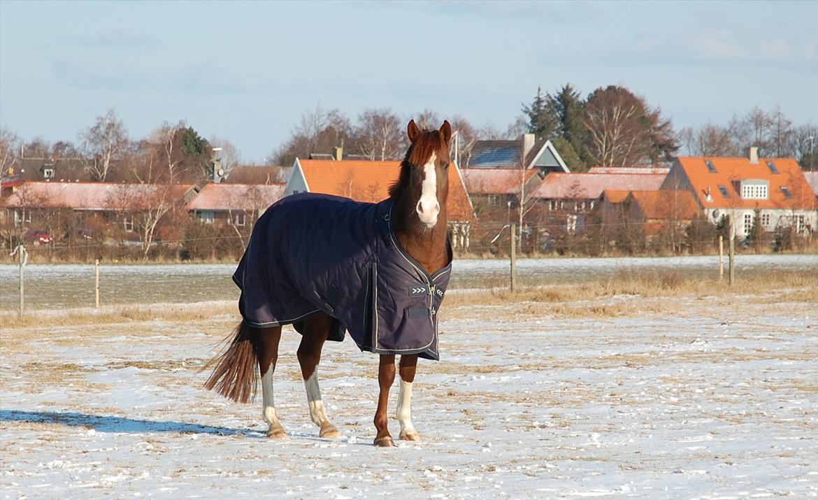 Anden særlig race Lykkebos Exotic Fire - Exotic 4 år billede 8
