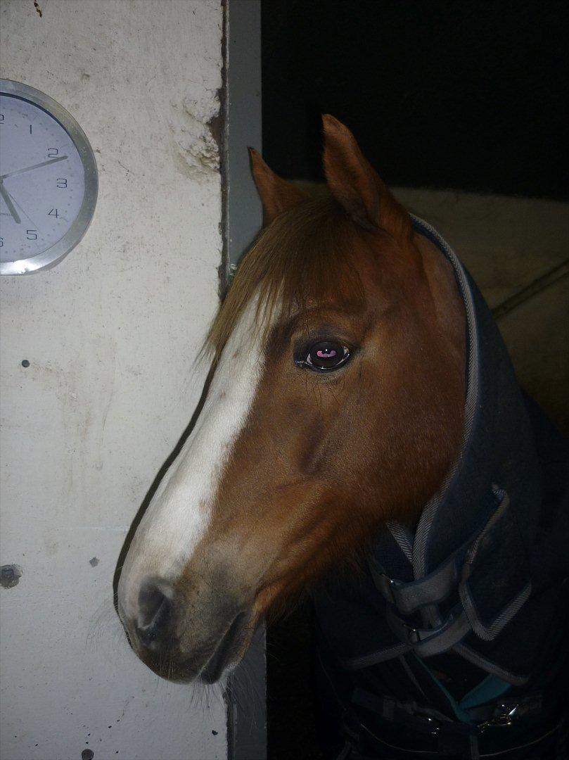 Welsh Pony (sec B) Turfhorst Pleasure<3! R.I.P min bedste ven!<3 - billede 12 : Pleasure´s smukke hoved!<3 (vinter 2012) <3;)
du er altid i mig hjerte skat!<3 billede 12