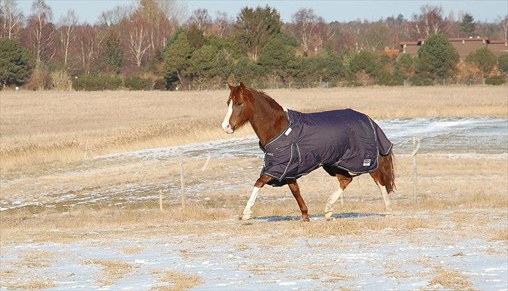 Anden særlig race Lykkebos Exotic Fire - Exotic 4 år billede 9