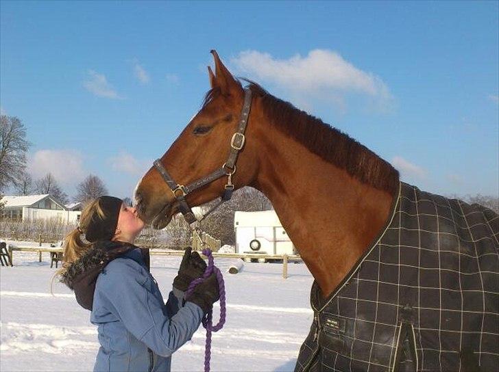 Dansk Varmblod Lathyrus RDH - your my love <3 billede 10