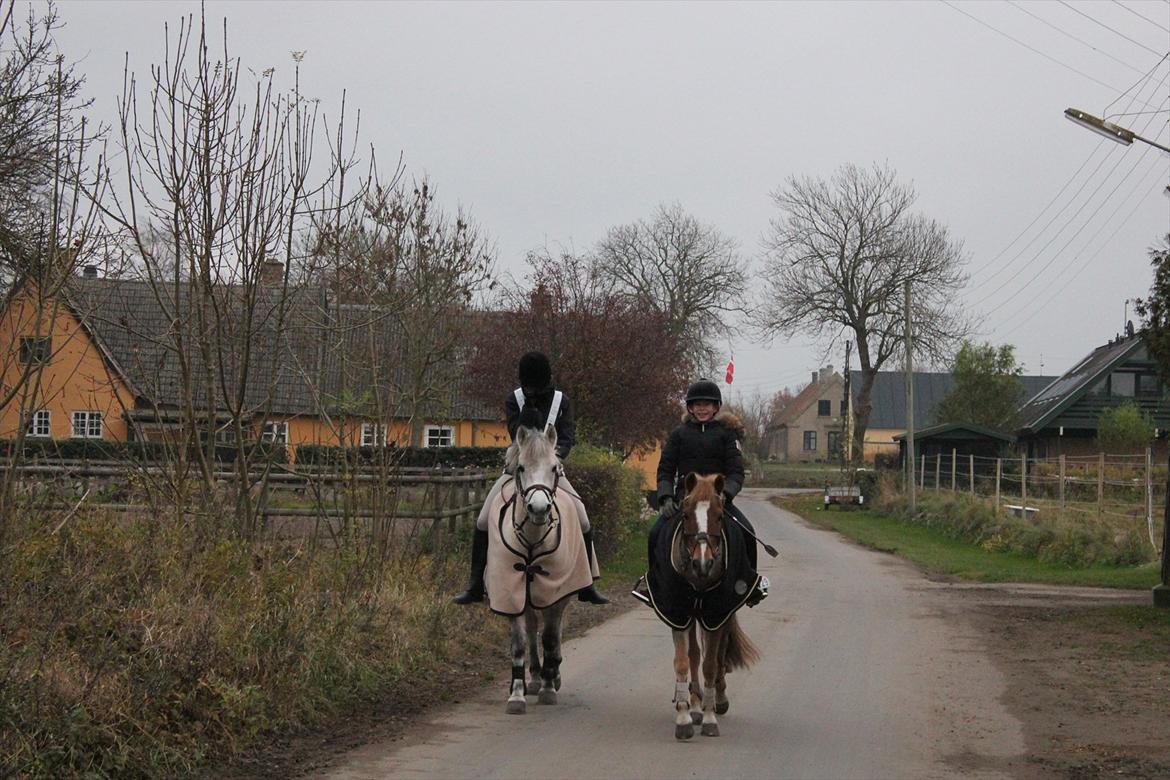 Anden særlig race Bounty - på vej ned til ridehuset (DSM) billede 4