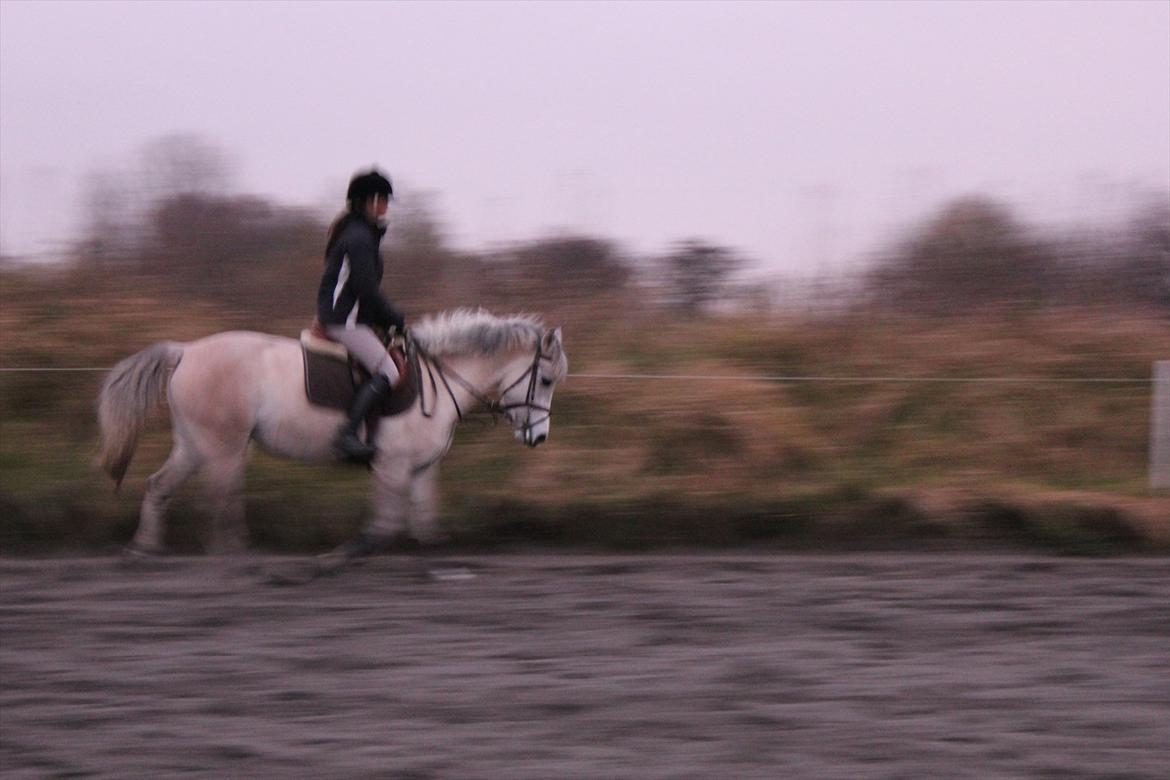 Anden særlig race Bounty - <3 billede 5