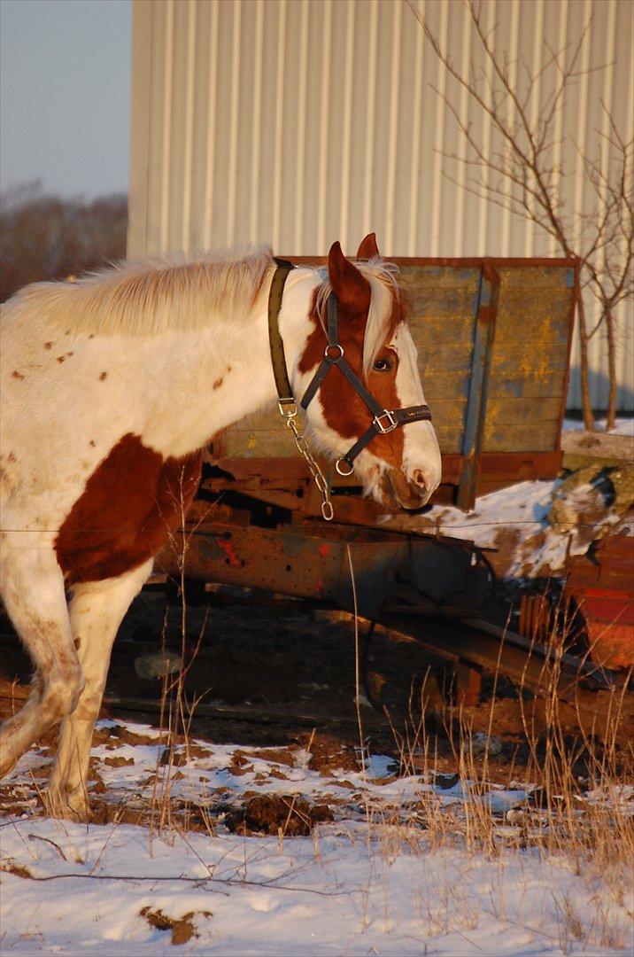 Pinto Nikita  - Niki skatter !!:*
 billede 13