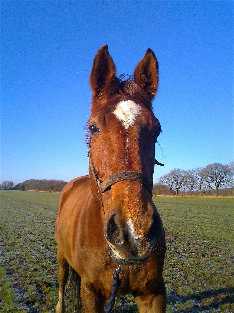Dansk Varmblod Kielsgaardens Patug R.I.P billede 1