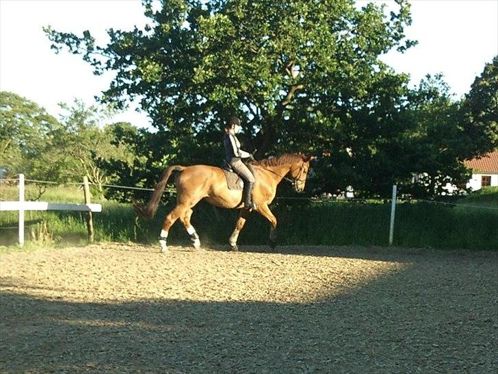 Dansk Varmblod Kielsgaardens Patug R.I.P billede 2