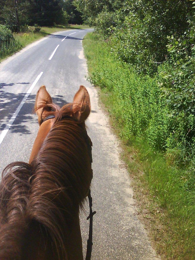 Dansk Varmblod Kielsgaardens Patug R.I.P billede 3