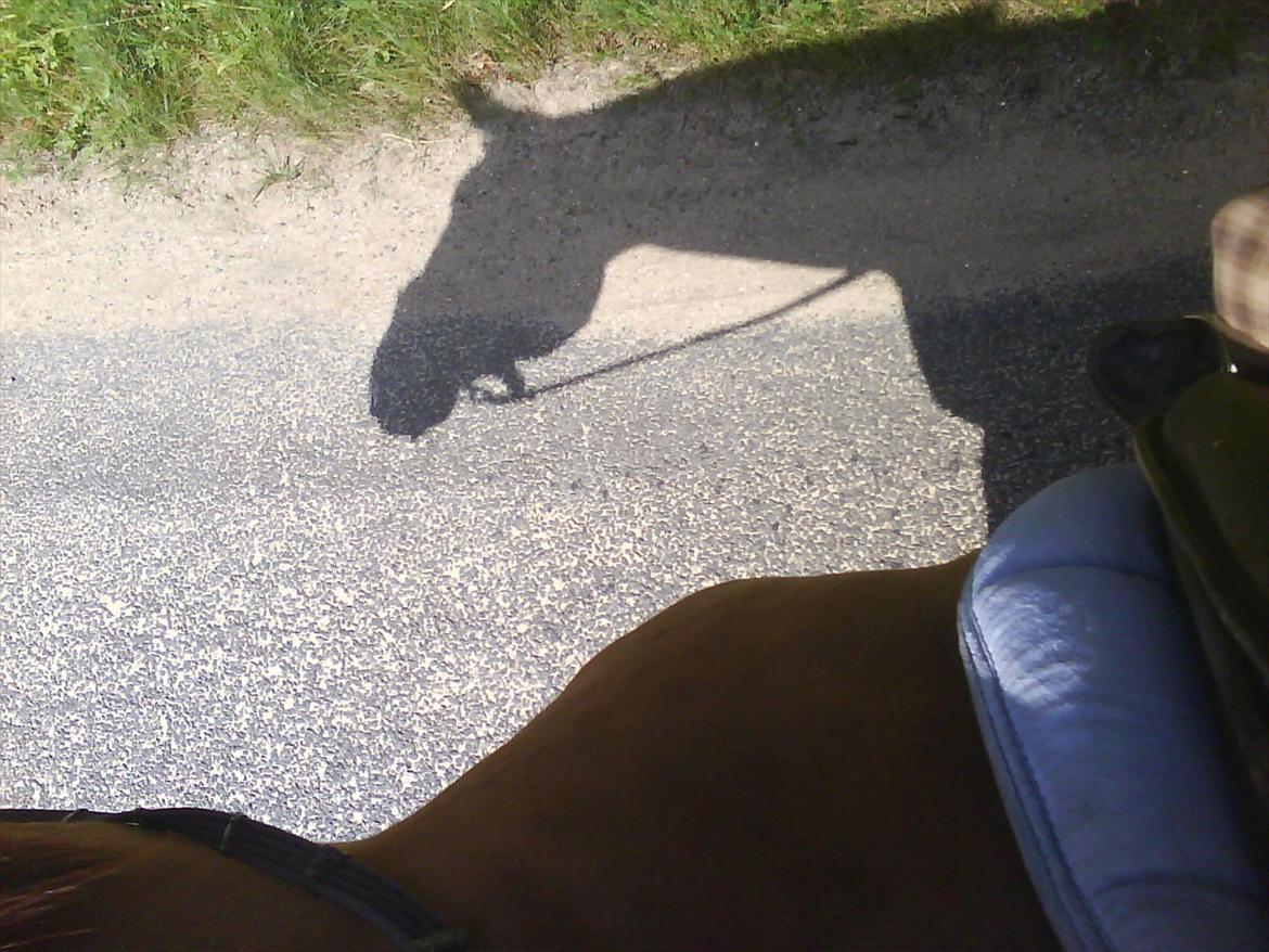 Dansk Varmblod Kielsgaardens Patug R.I.P billede 4