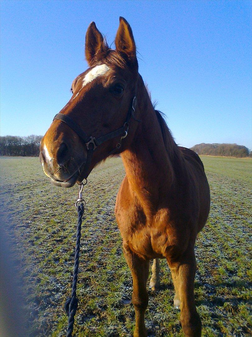 Dansk Varmblod Kielsgaardens Patug R.I.P billede 5