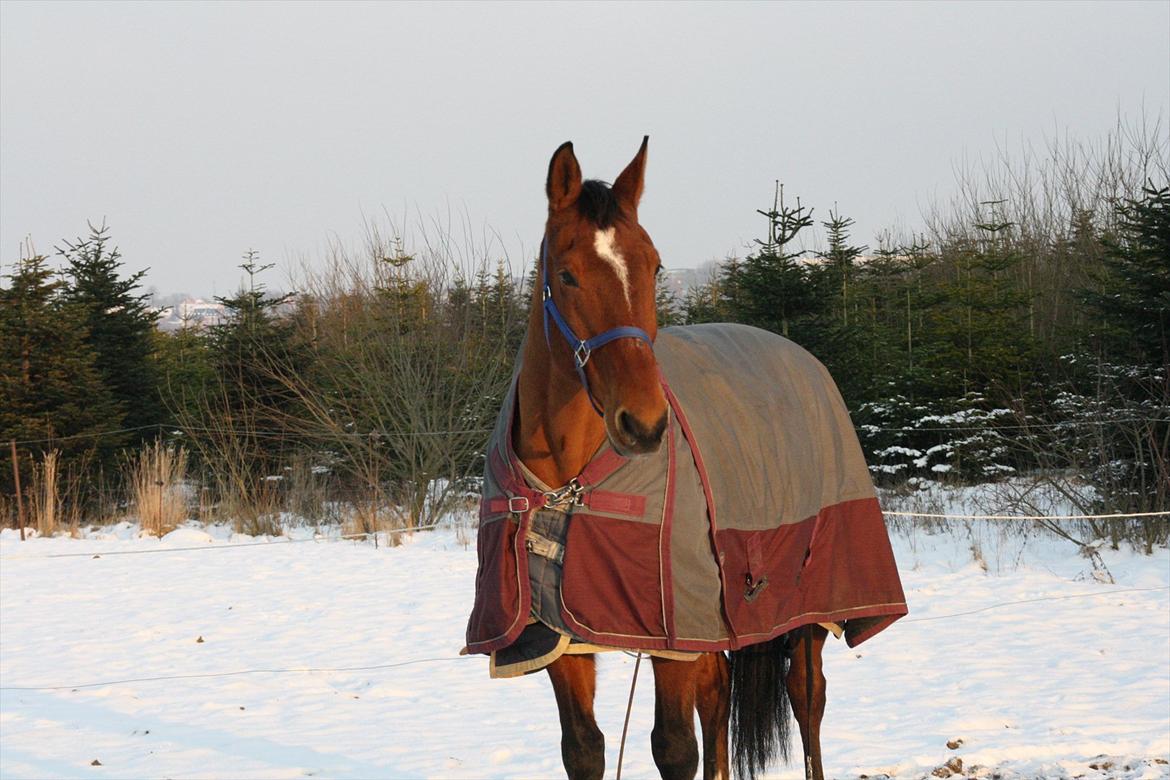 Anden særlig race Sunny -min solstråle<3 - sne sunny <3 billede 9