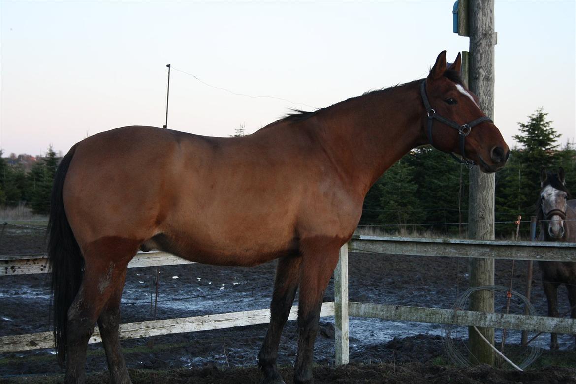 Anden særlig race Sunny -min solstråle<3 - lækre sunny <3 billede 10