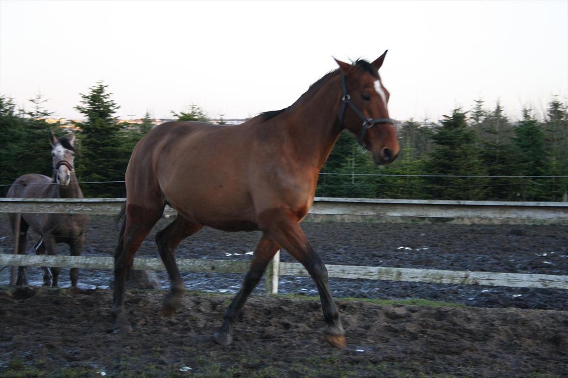 Anden særlig race Sunny -min solstråle<3 - løbe sunny <3 billede 11