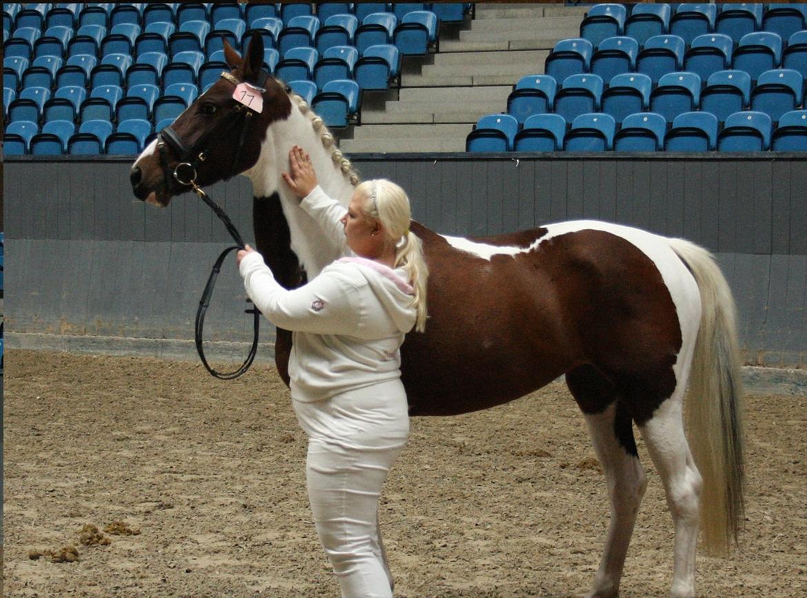 Pinto »{ Hoelgaards Sha Nell }« - kåring på vilhelmsborg sep. 2010 billede 9