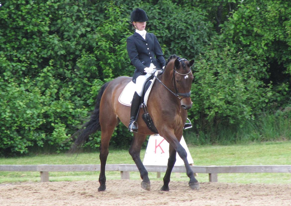 Dansk Varmblod Hilton billede 15