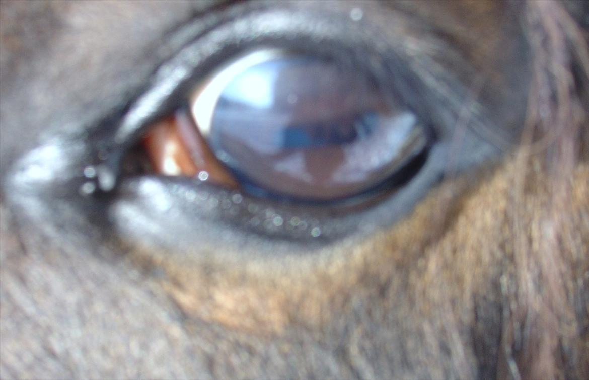 Traver Last Flashlight -  verdens rareste øjne billede 9