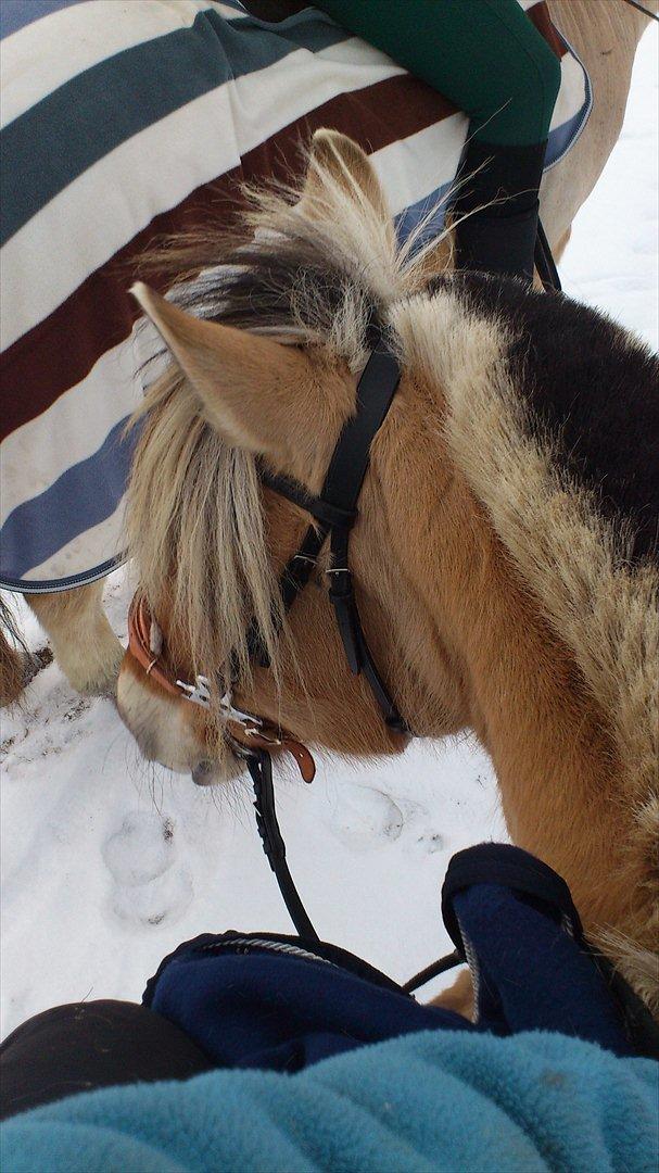 Fjordhest Pipi Bakkely billede 2