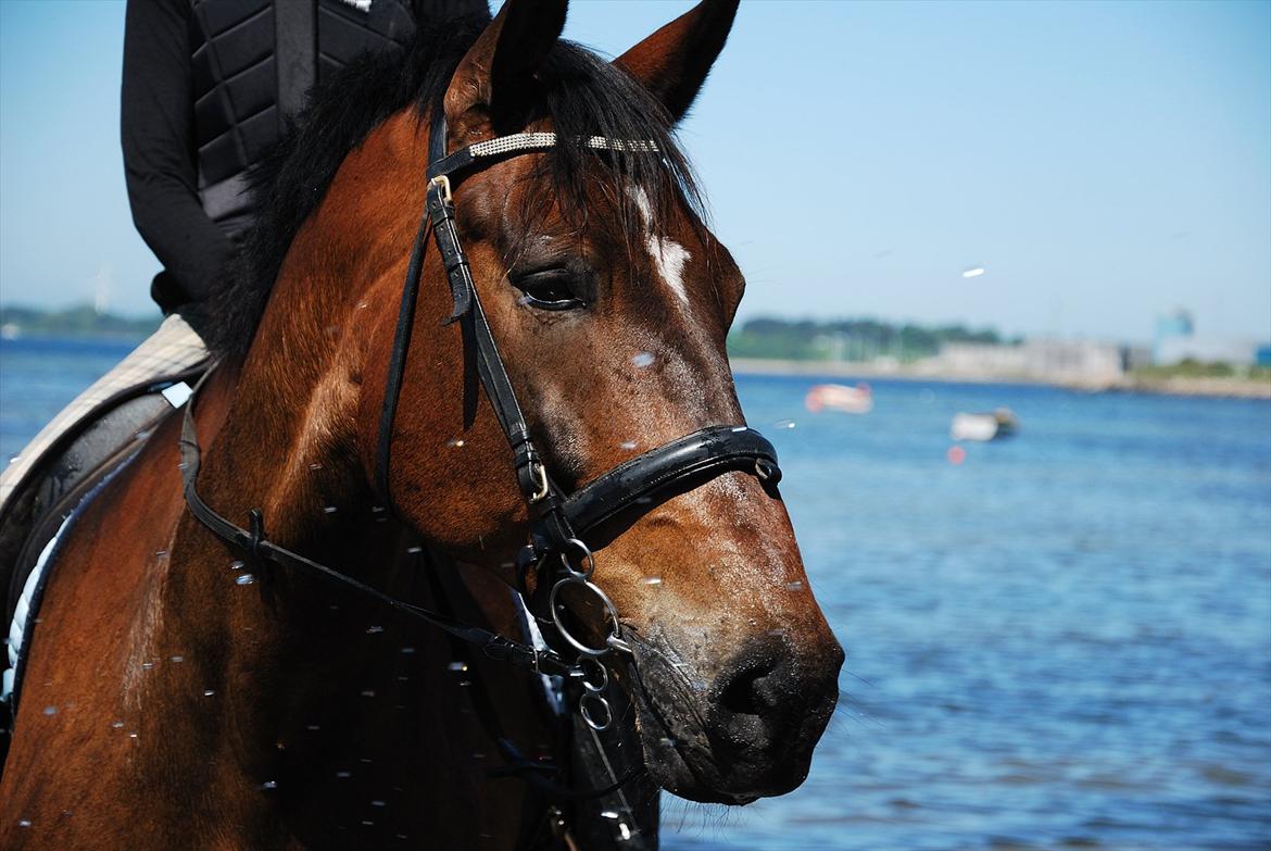 Dansk Varmblod Zephyr - Sommer<3 billede 17