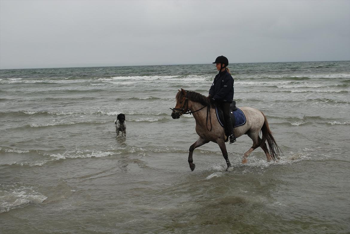 Welsh Pony af Cob-type (sec C) Lyngvejens Max - Mig og Max på strand tur i sommerhus!... <333 billede 6