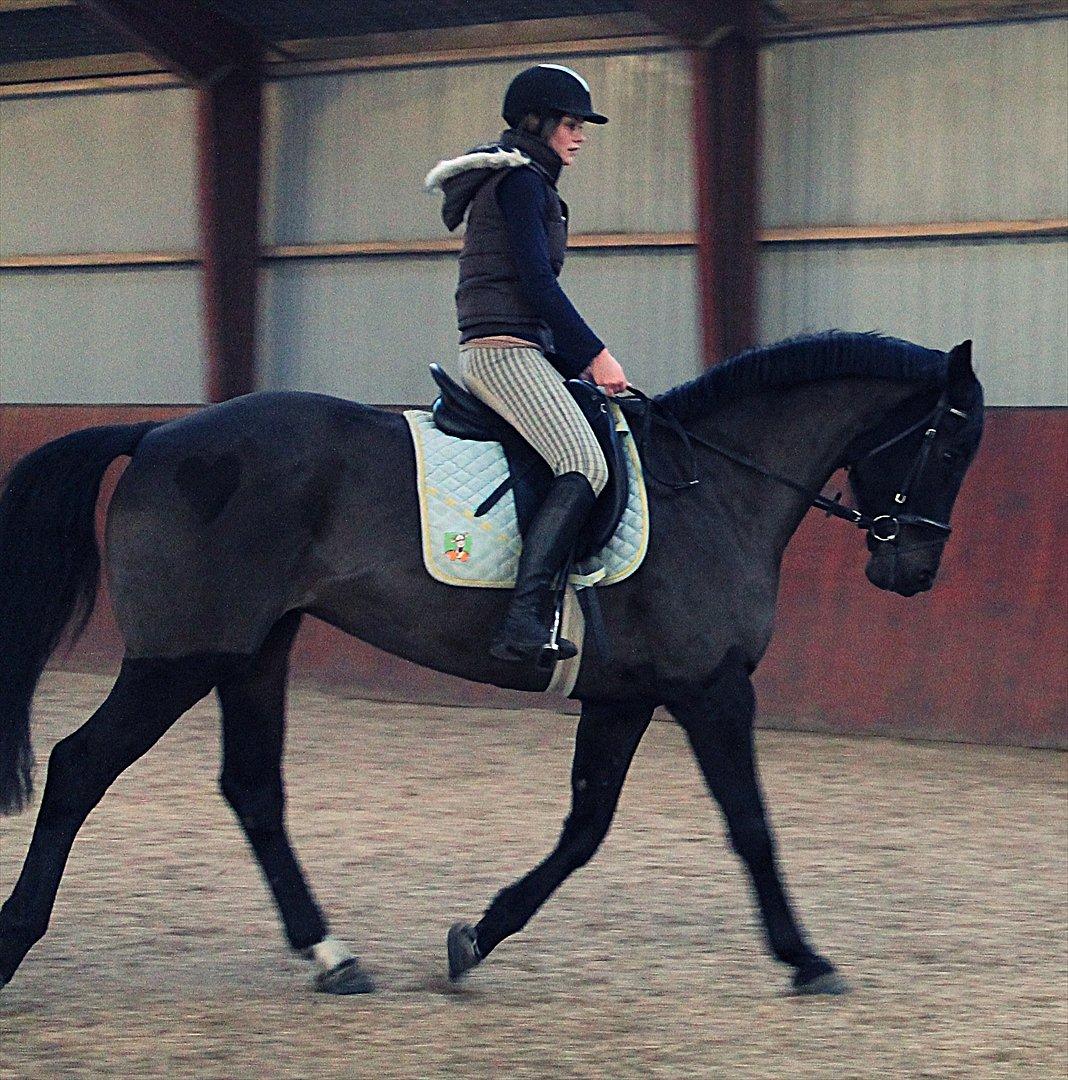 Dansk Varmblod Chanel - Dejlig dag ed hende<3 foto: stef!<3 billede 10