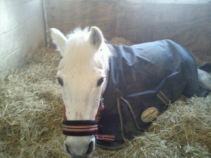 Anden særlig race Maxi billede 4