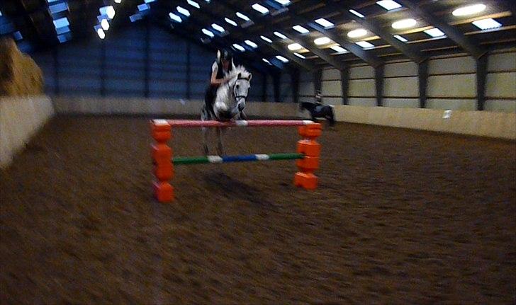 Anden særlig race Maxi - 130cm. billede 2