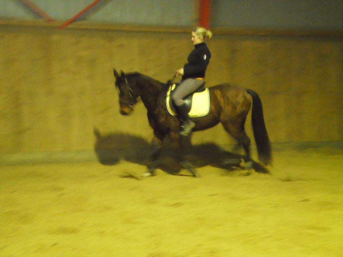 Anden særlig race Avanti SOLGT :( billede 7