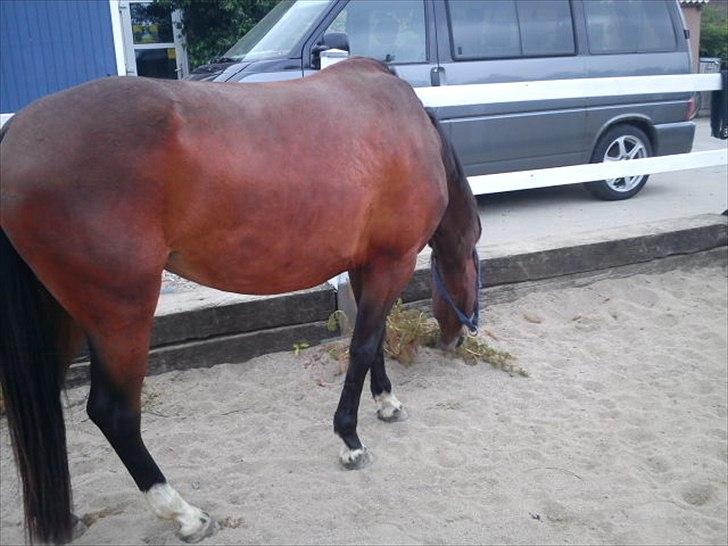 Anden særlig race Avanti SOLGT :( billede 6