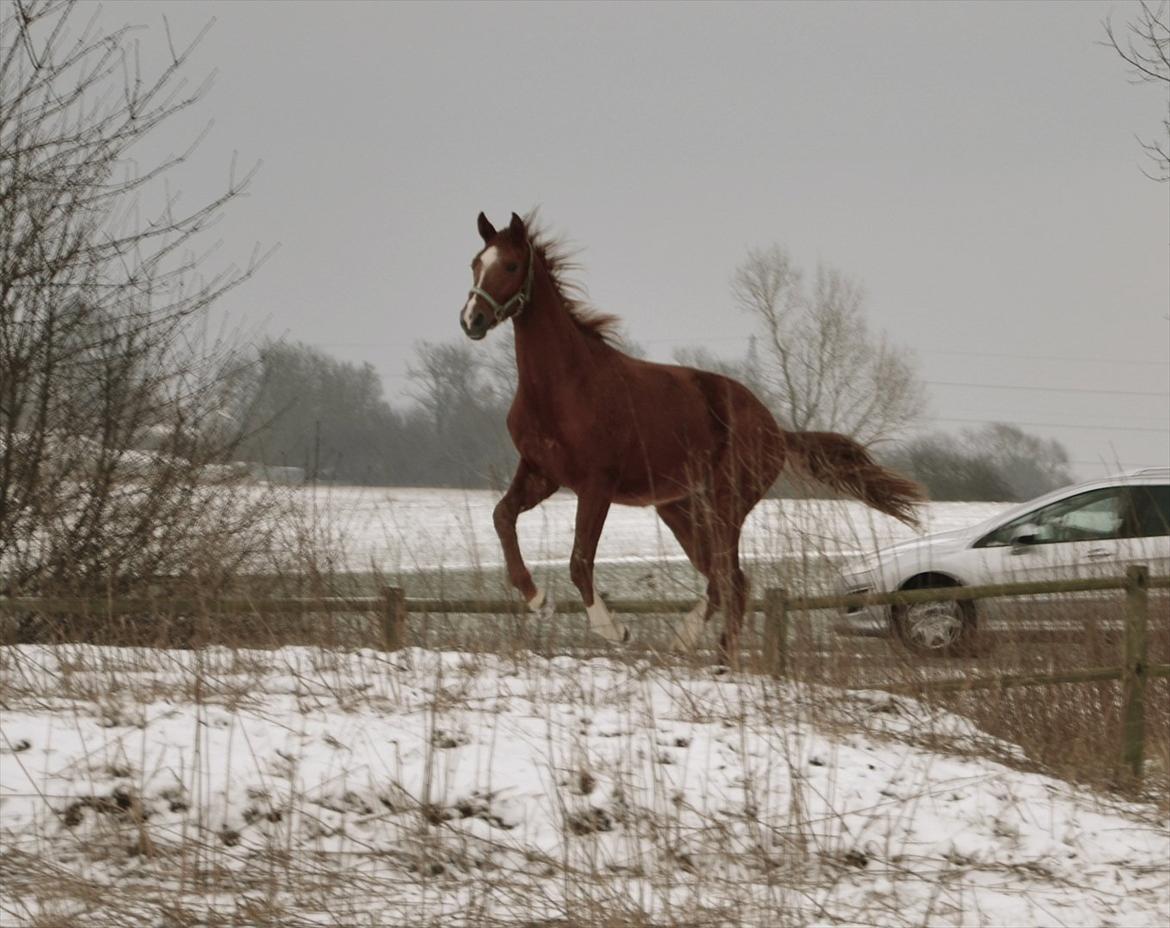 Dansk Varmblod J'adore billede 17