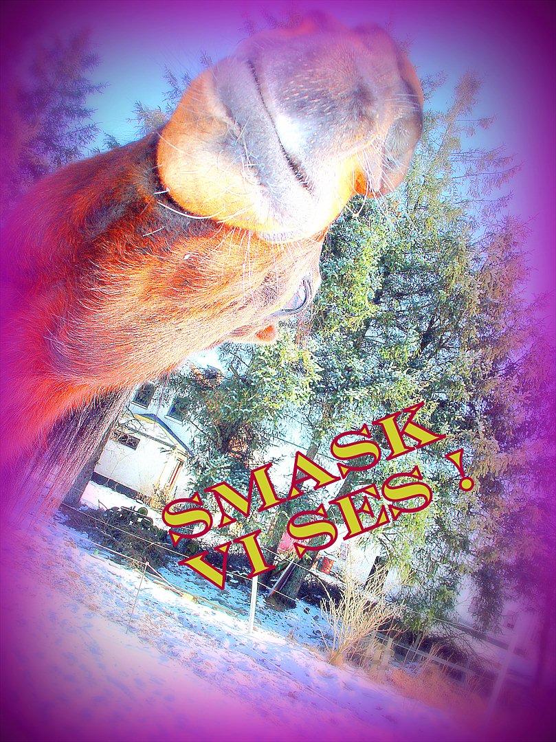 Traver Last Flashlight -  vi ses *mys* billede 20