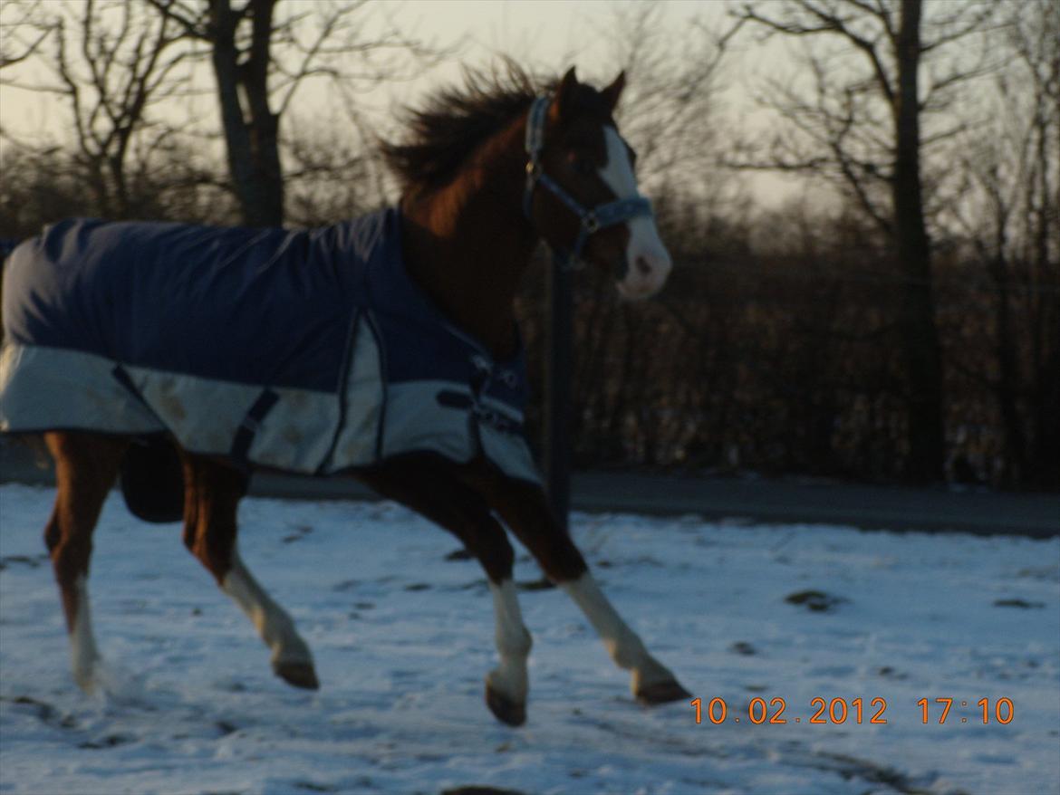 Anden særlig race Revall billede 2