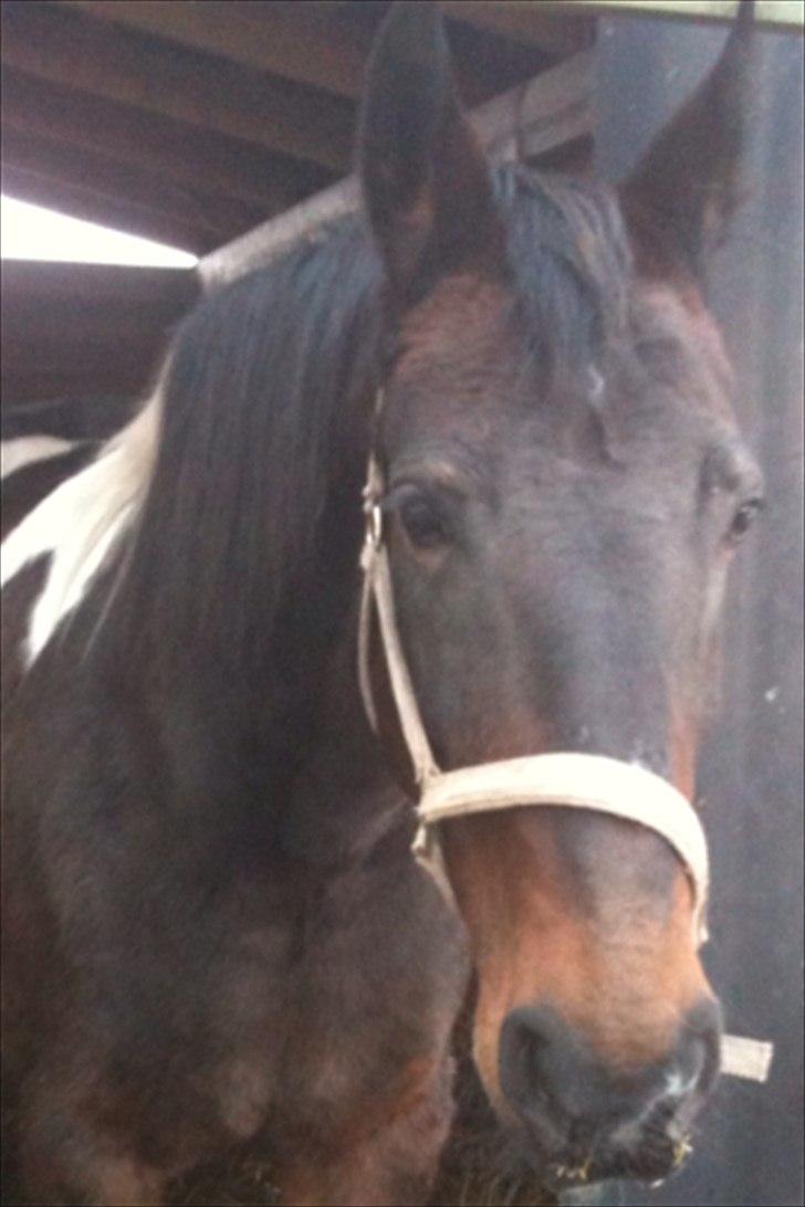 Pinto Jolly PIN 380 billede 6