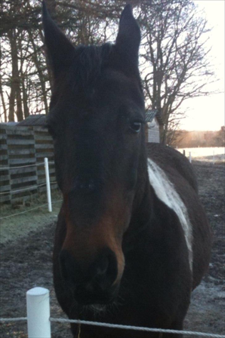 Pinto Jolly PIN 380 billede 7