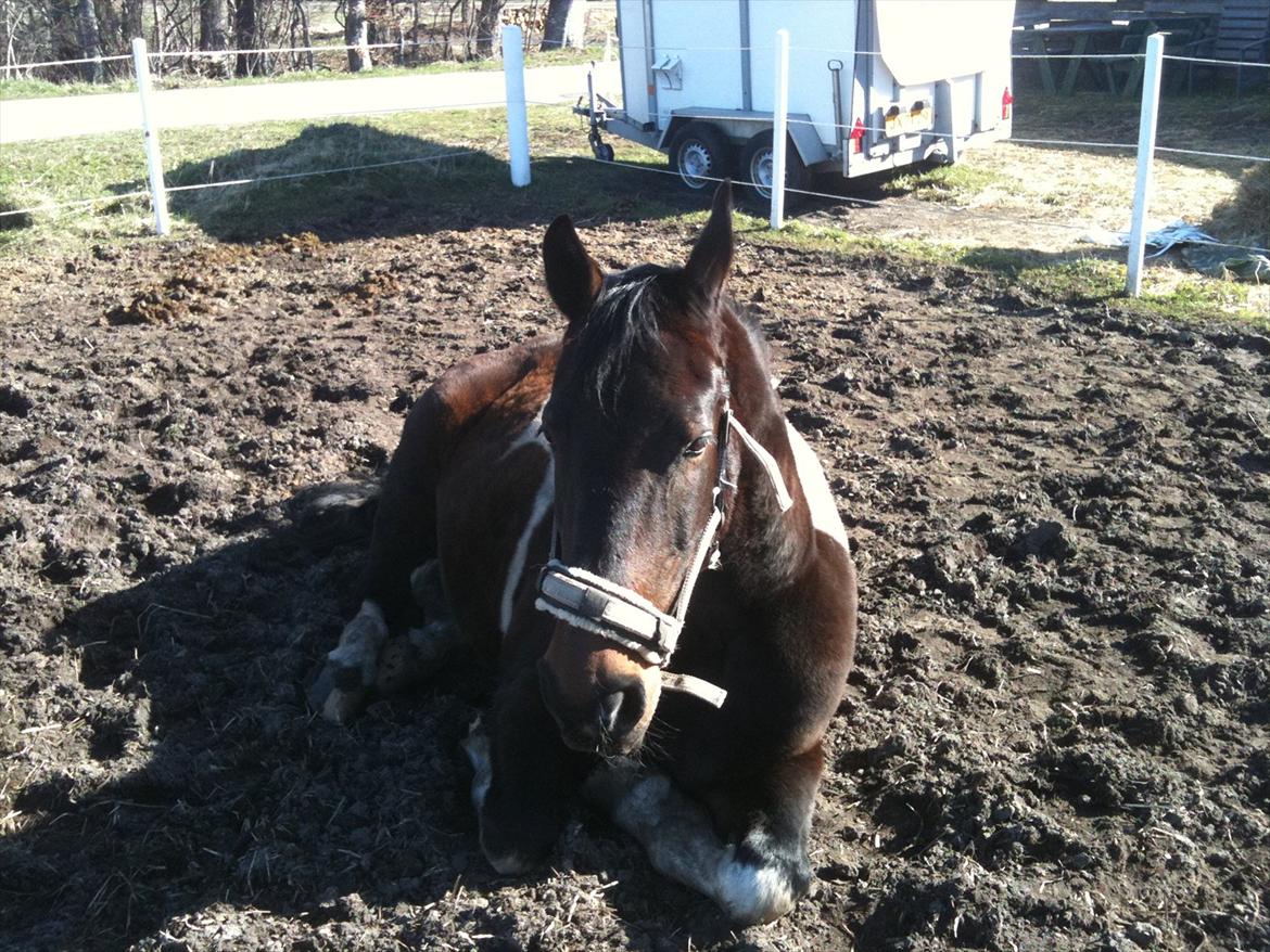 Pinto Jolly PIN 380 billede 8