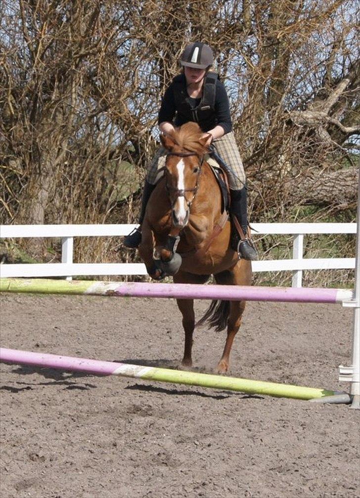 New Forest Wendy<3 (savnes  :'-( ) - der andre heste, du kender mig, problemet er at ingen af dem er dig og det min egen fejl. billede 2